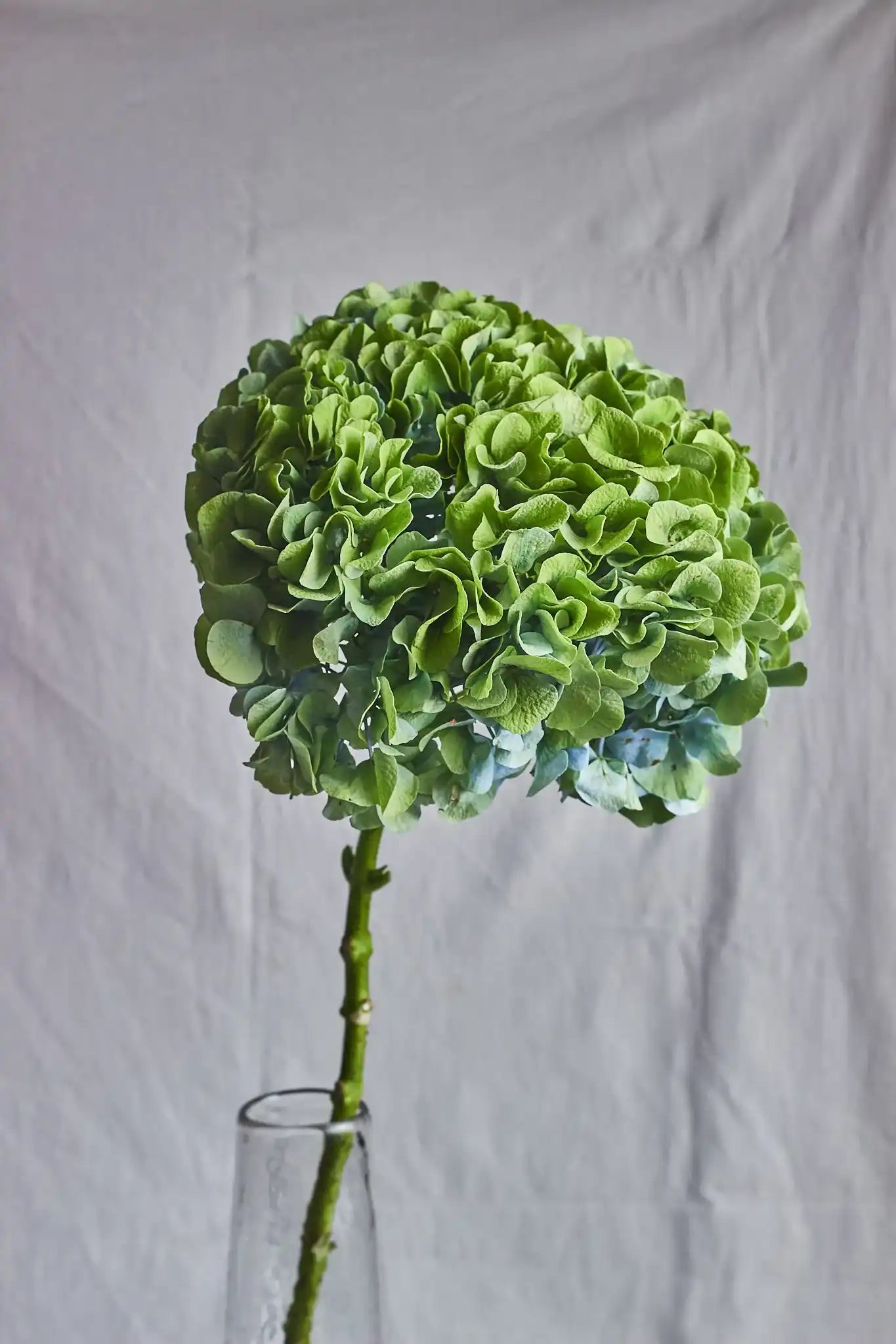 Hydrangeas - Mahua Floral Studio