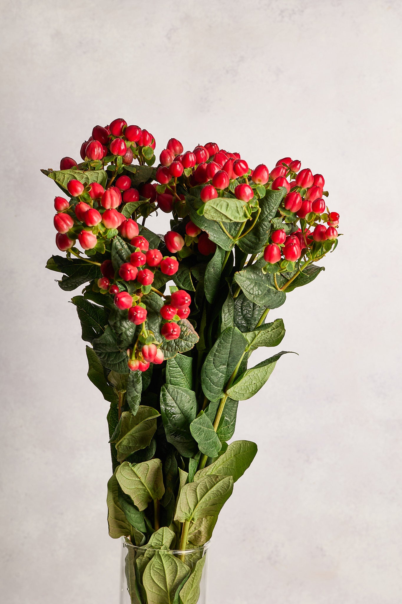 Hypericum Red Berries - Mahua Floral Studio