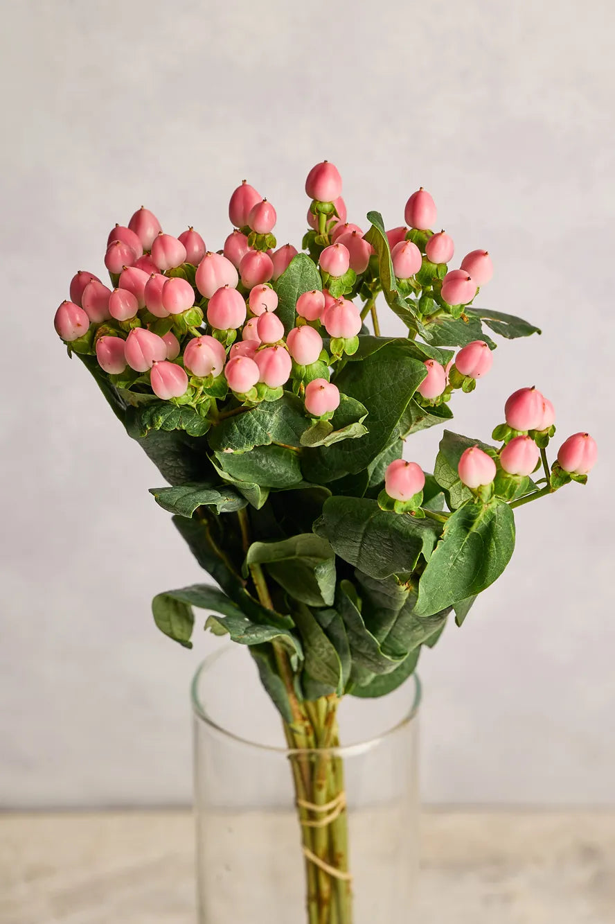Bouquet of hypericum berries in a clear vase on a light background