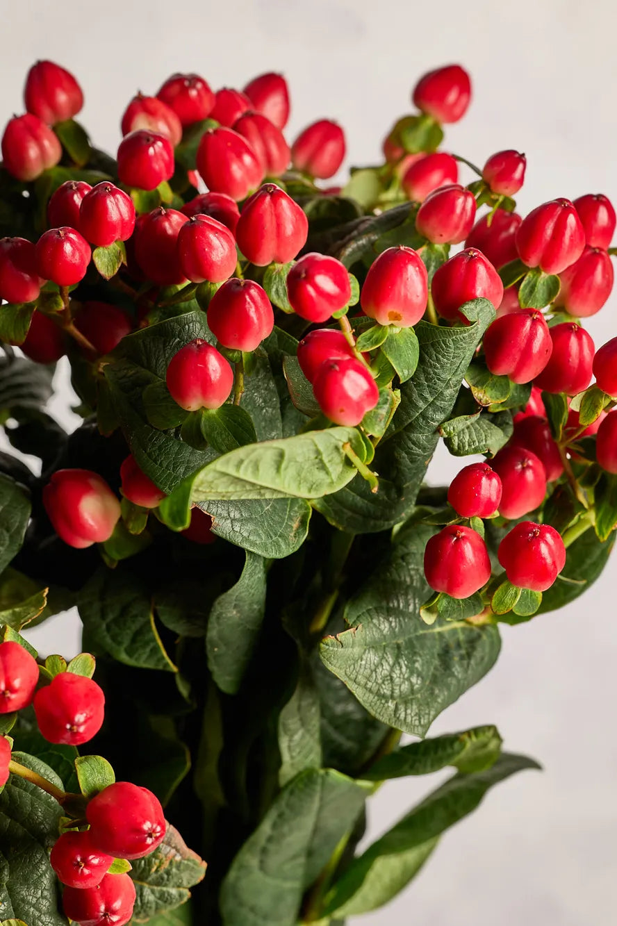 Bouquet of hypericum berries with green leaves on a light background