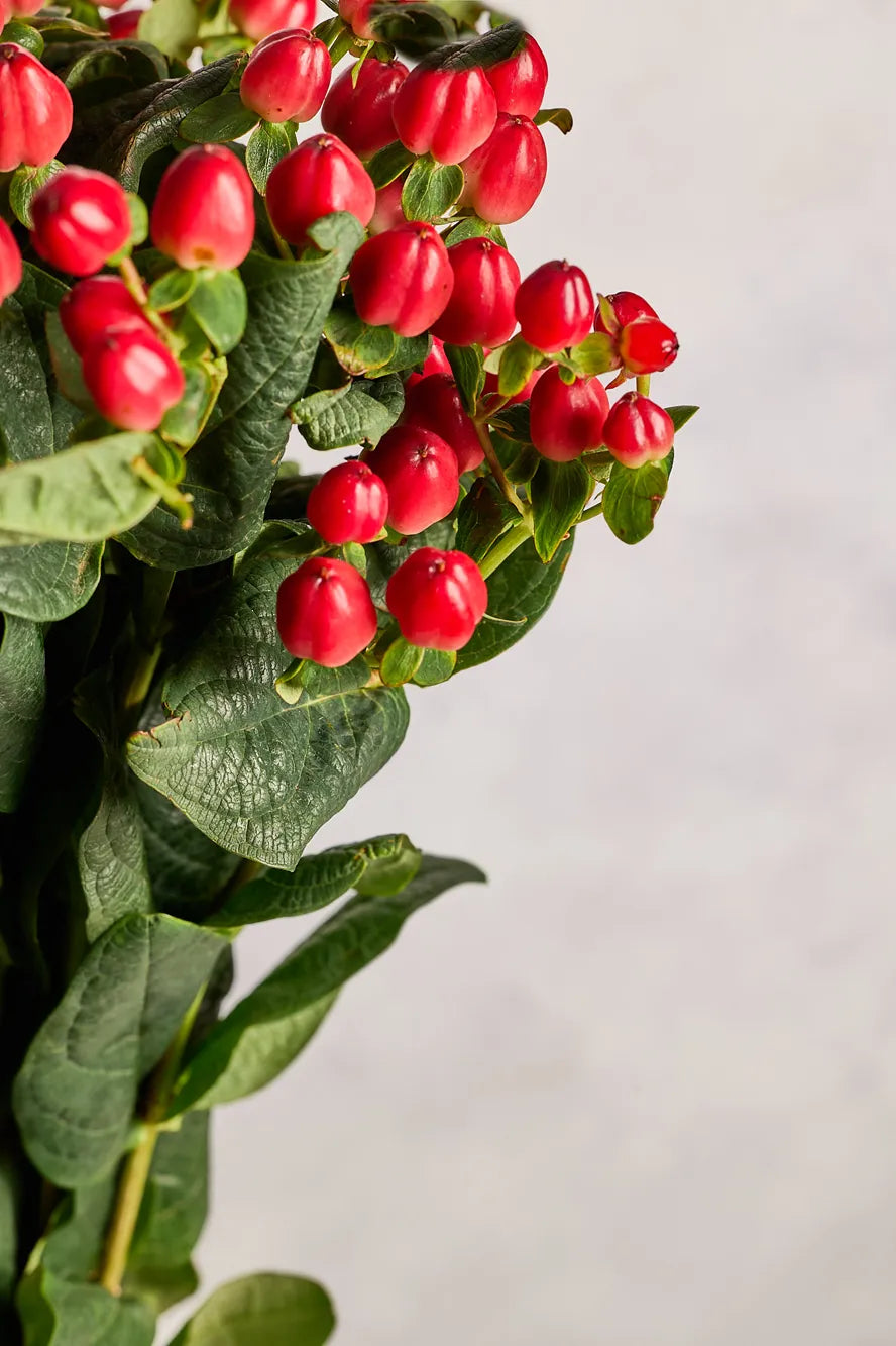 Hypericum red berries and green leaves on a light gray background
