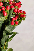Hypericum red berries and green leaves on a light gray background