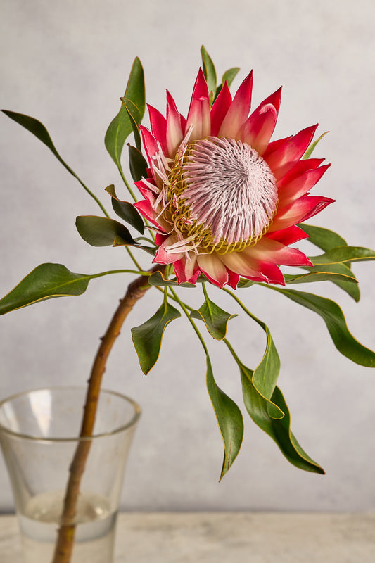 King Protea - Mahua Floral Studio