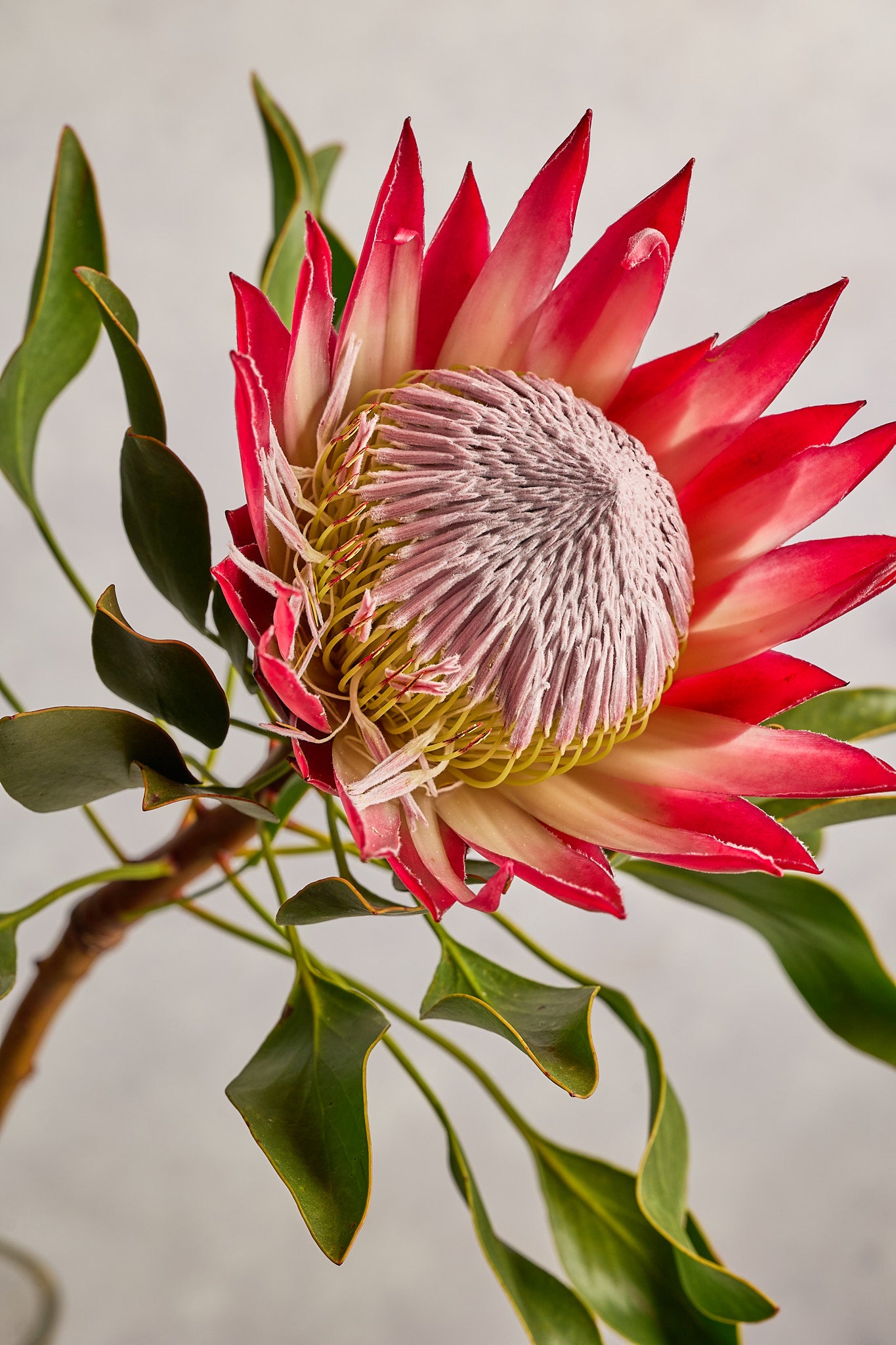 King Protea - Mahua Floral Studio