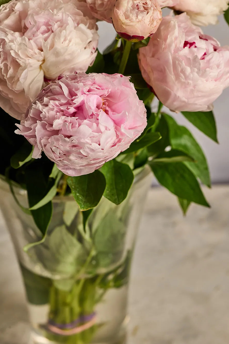 Bouquet of pink peonies in a clear vase on a neutral background