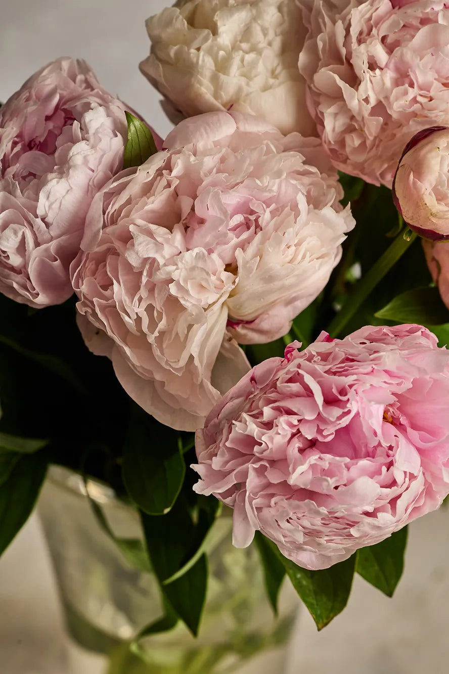 Bouquet of pink peonies in a clear vase with a blurred background