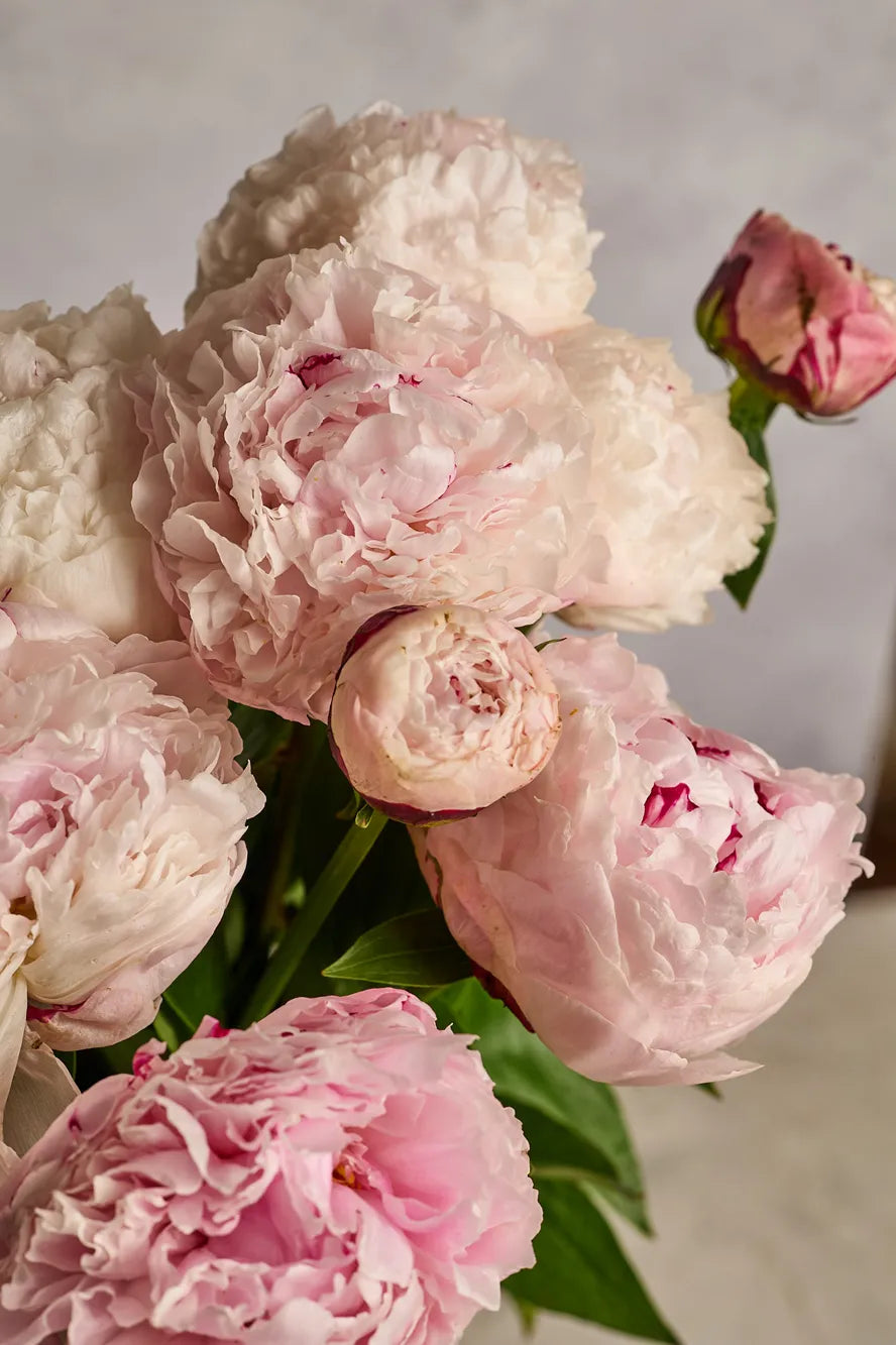 Bouquet of pink peonies with a neutral background