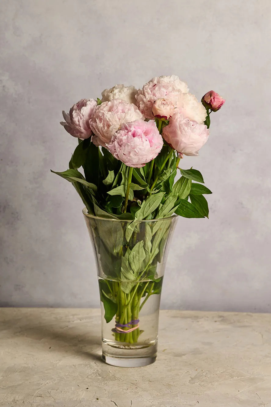 Glass vase with pink peonies on a wooden surface and gray background