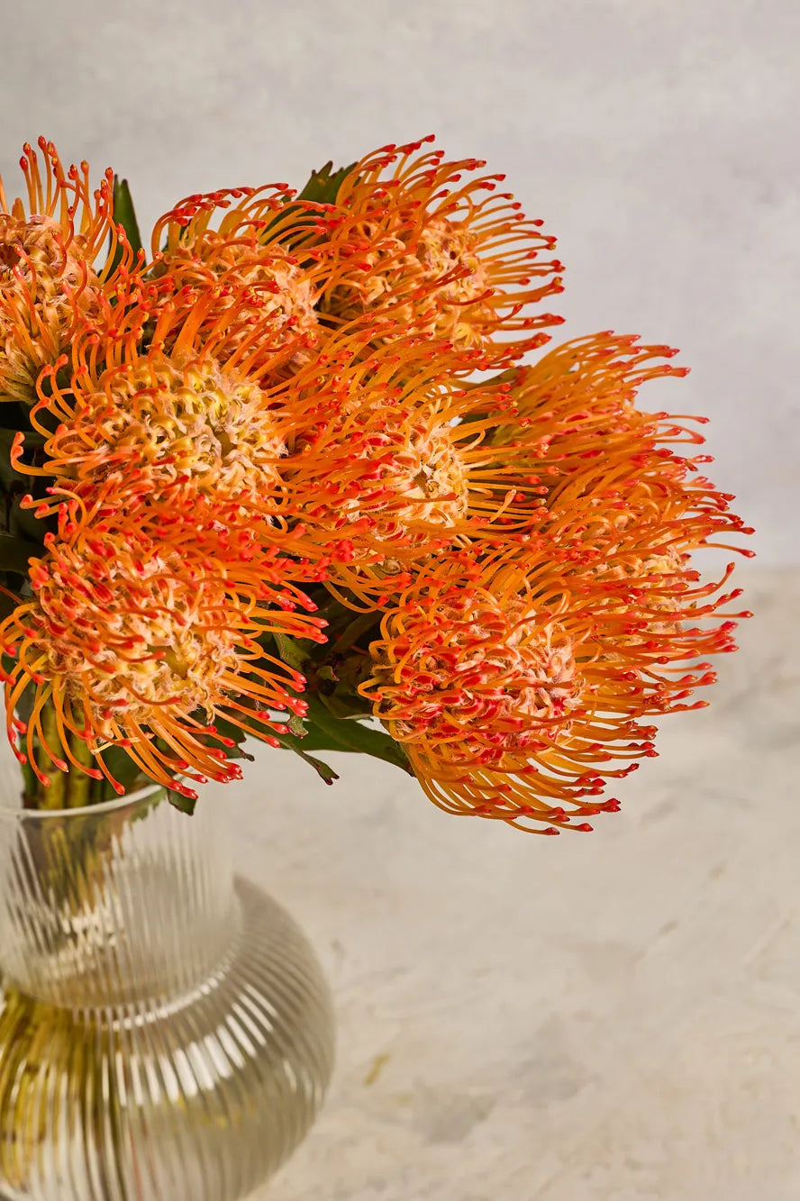 Orange Pincushion flowers in a clear vase on a light marble surface
