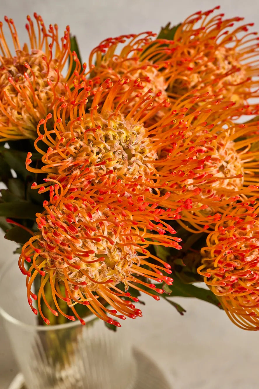 Close-up of orange pincushion flowers in a vase on a light background