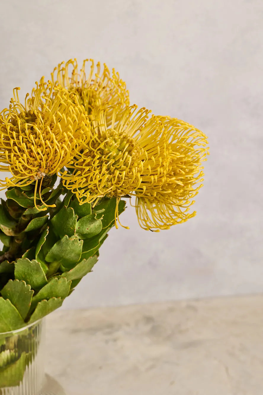 Close-up of a yellow pincushion flower with green leaves against a light gray background