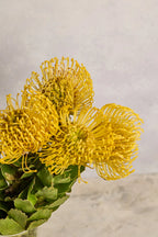 Close-up of yellow pincushion flowers with green leaves on a blurred background