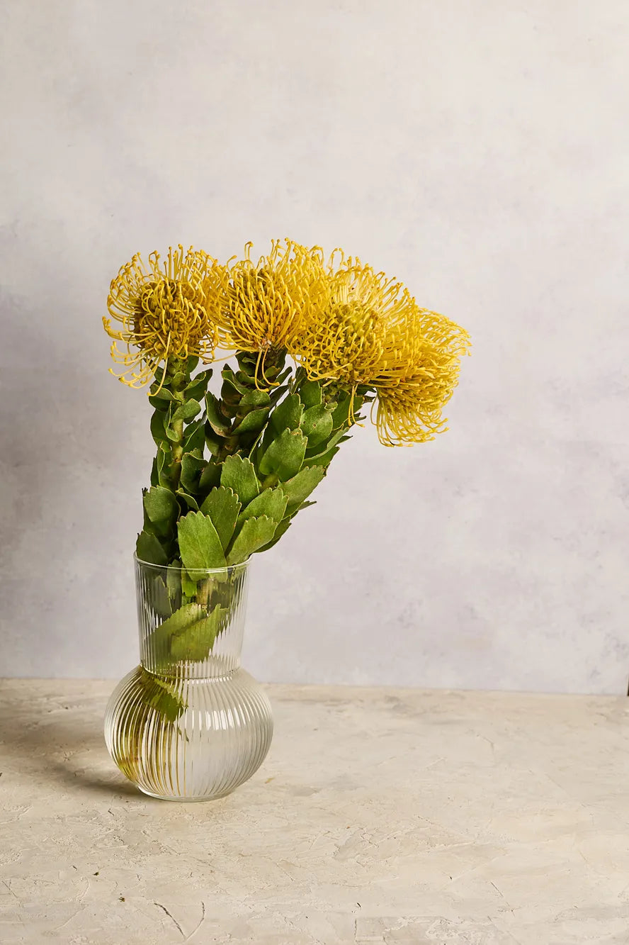 Clear glass vase with yellow pincushion flowers on a light wooden surface and gray background