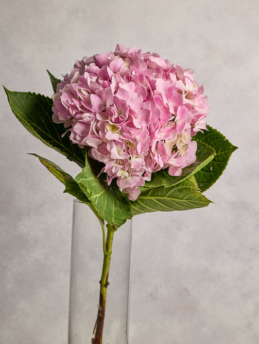 Hydrangea - Pink