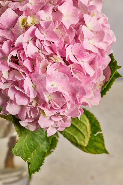 Hydrangea - Pink