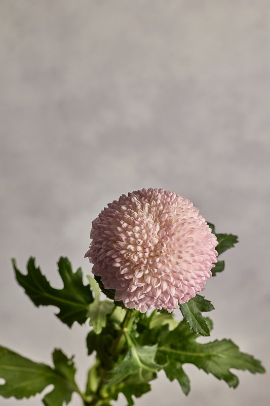 Ping Pong - Pink - Mahua Floral Studio