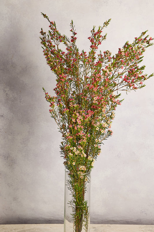 Wax Flowers - Pink - Mahua Floral Studio
