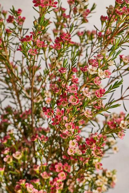 Wax Flowers - Pink - Mahua Floral Studio