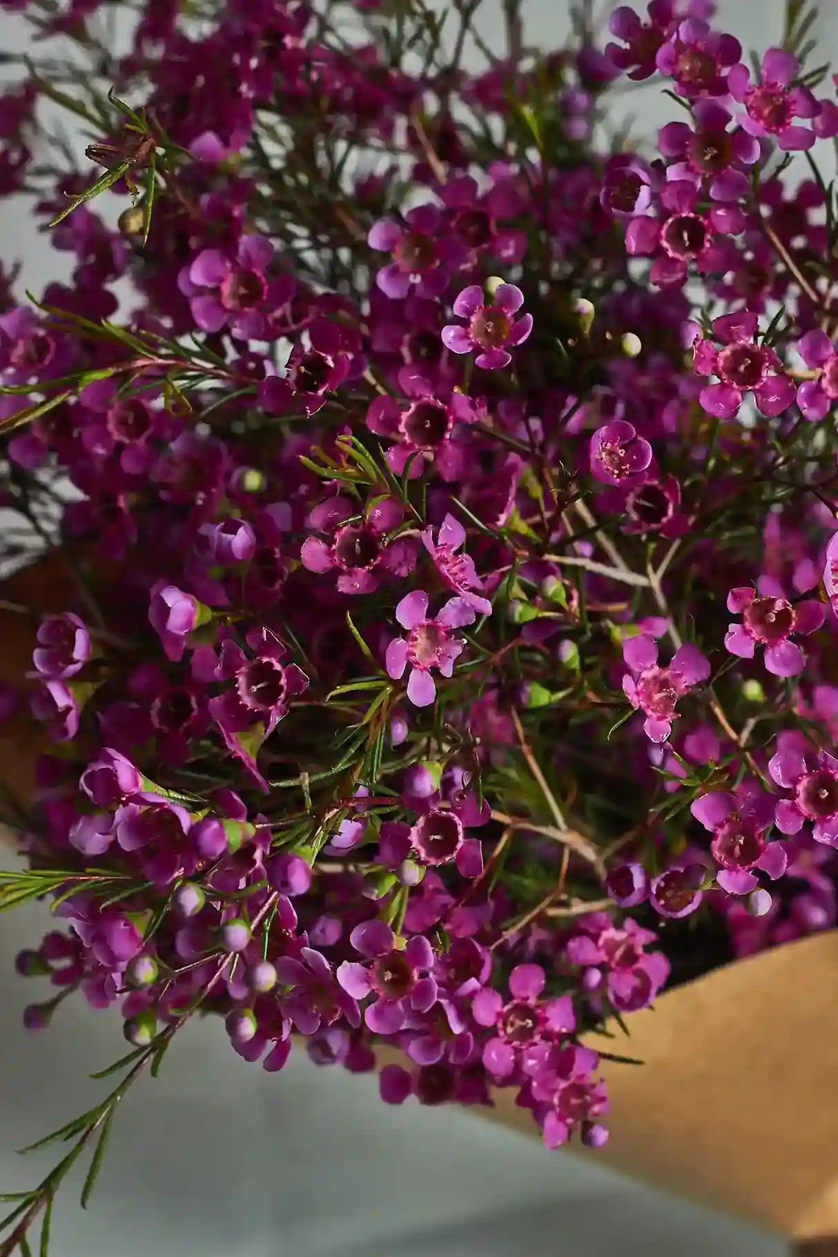 Wax flowers - Mahua Floral Studio