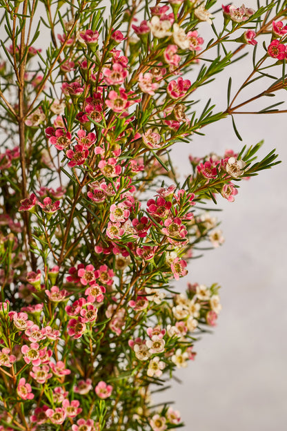 Wax Flowers - Pink - Mahua Floral Studio