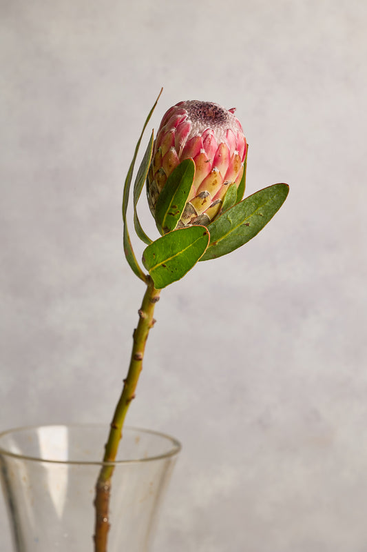 Protea - Mahua Floral Studio