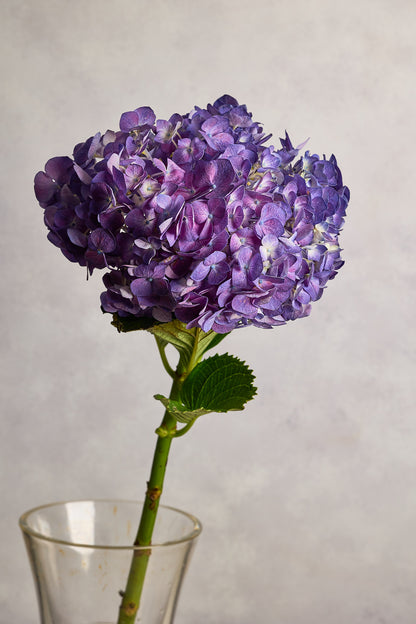 Hydrangea - Purple - Mahua Floral Studio
