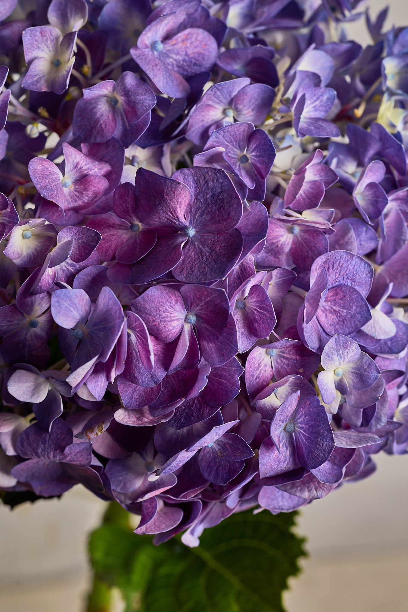 Hydrangea - Purple - Mahua Floral Studio