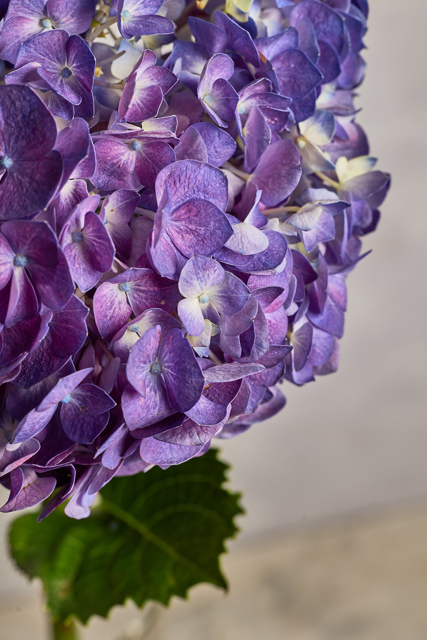 Hydrangea - Purple - Mahua Floral Studio