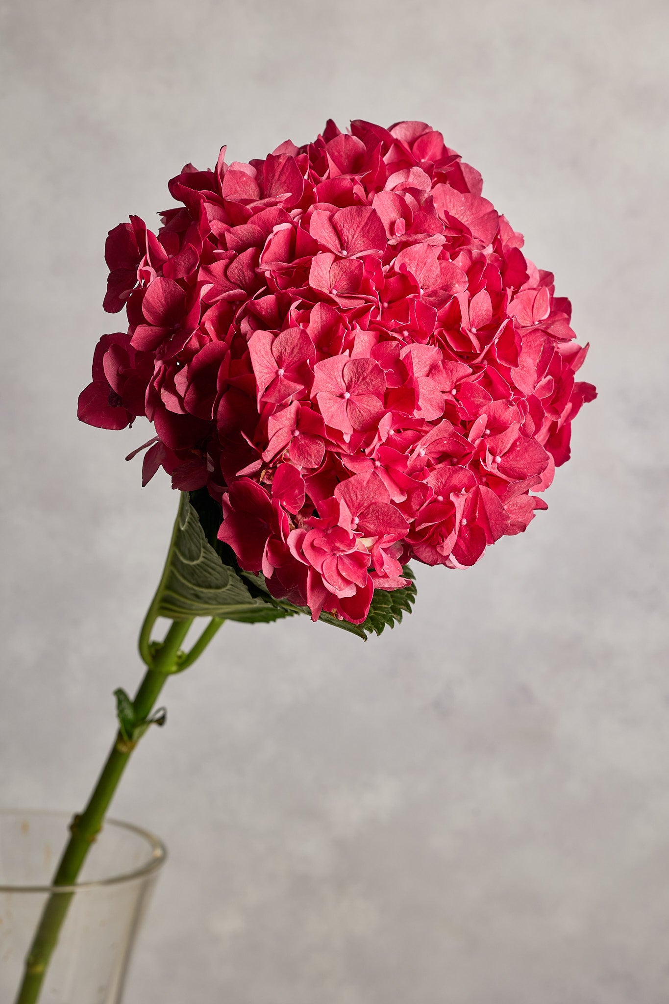 Hydrangea - Red - Mahua Floral Studio