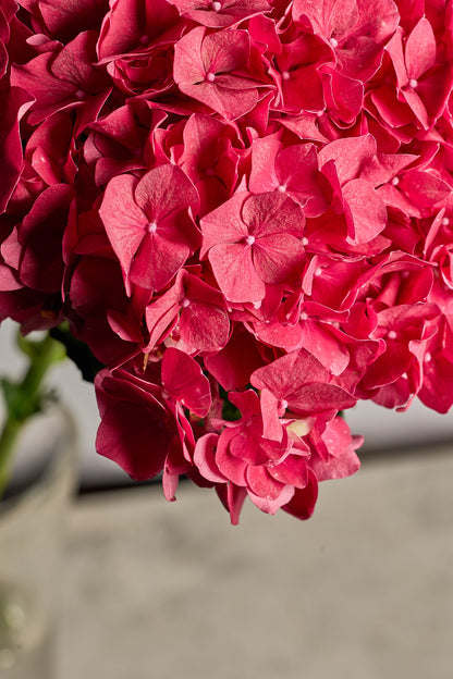 Hydrangea - Red - Mahua Floral Studio