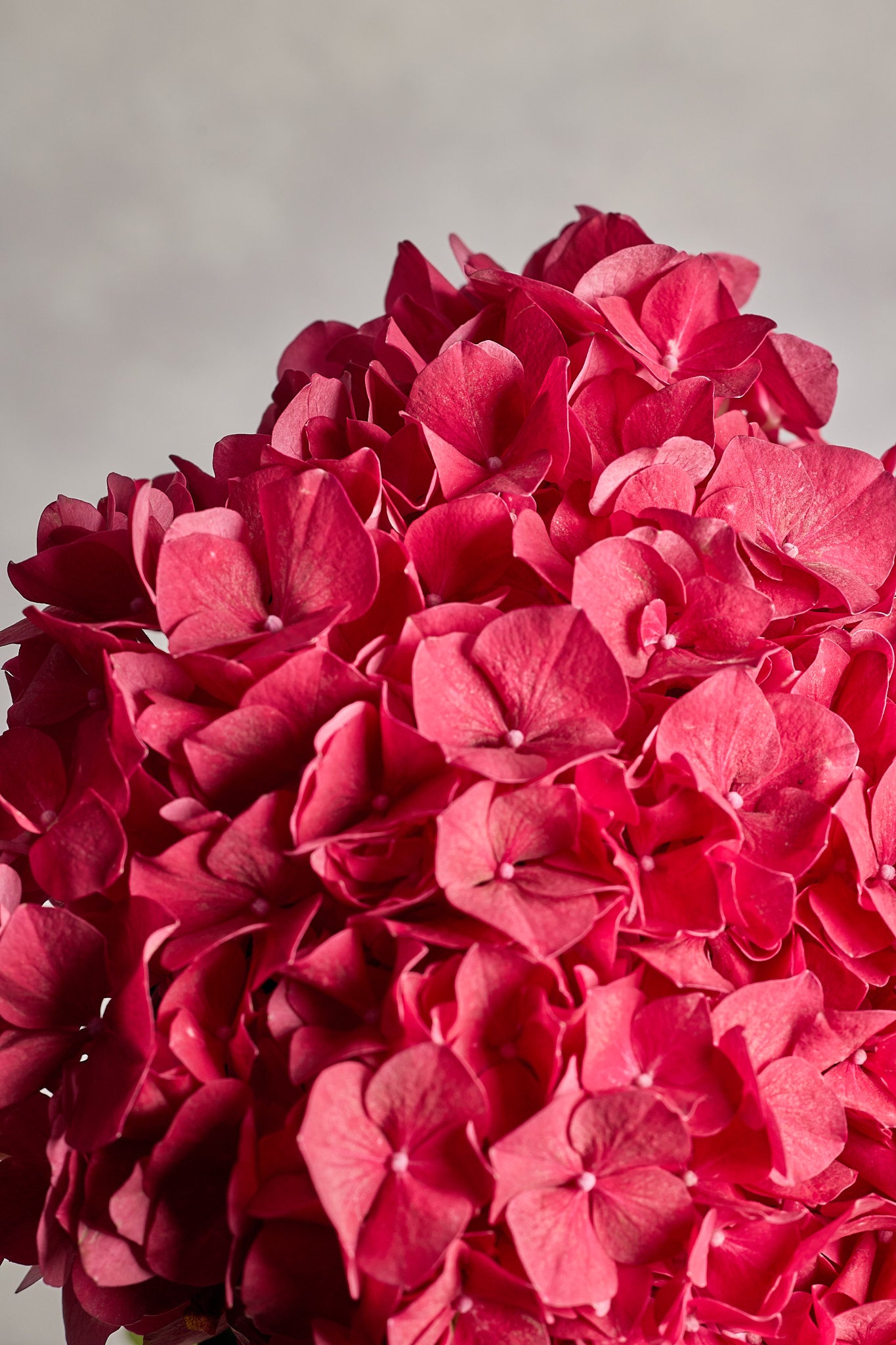 Hydrangea - Red - Mahua Floral Studio