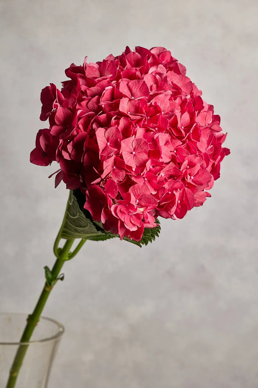 Pink hydrangea flower in a clear vase against a neutral background