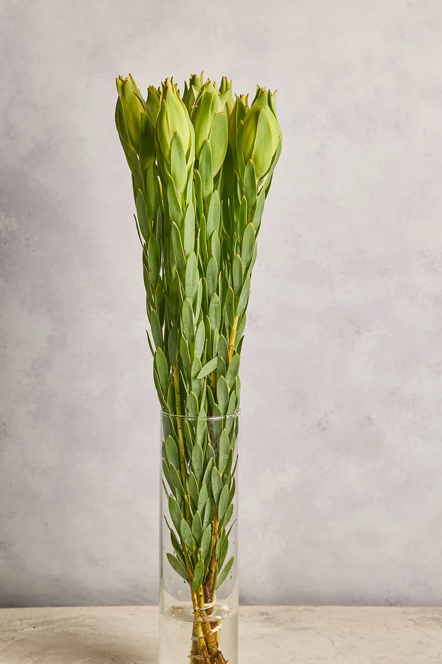 Tall glass vase with green leaves against a plain background