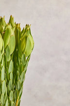 Close-up of a green plant with a plain background