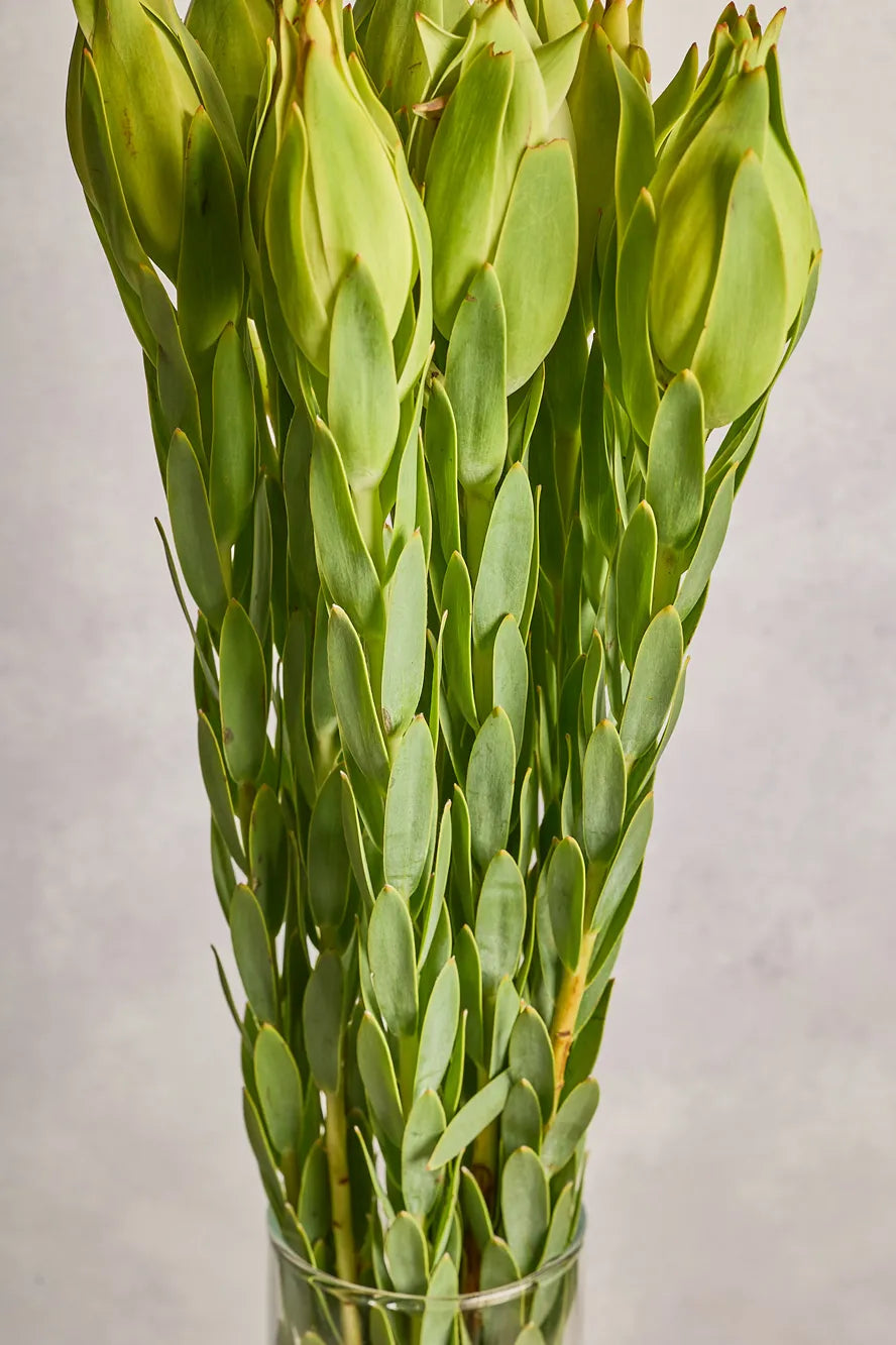 Bouquet of green leaves in a clear glass vase on a neutral background