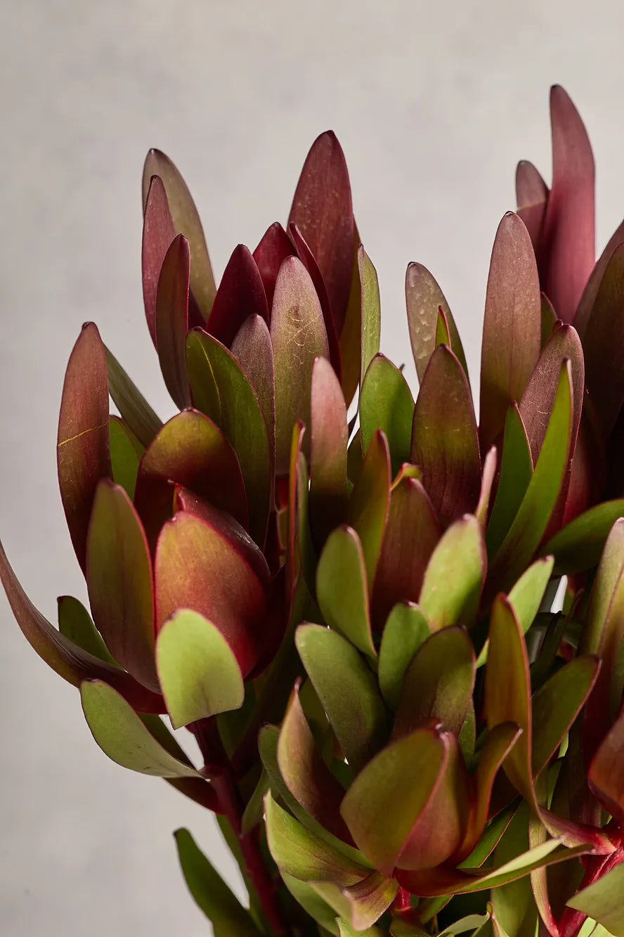 Close-up of a bouquet with red and green flowers on a light background