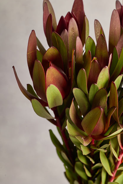 Safari Sunset - Red - Mahua Floral Studio