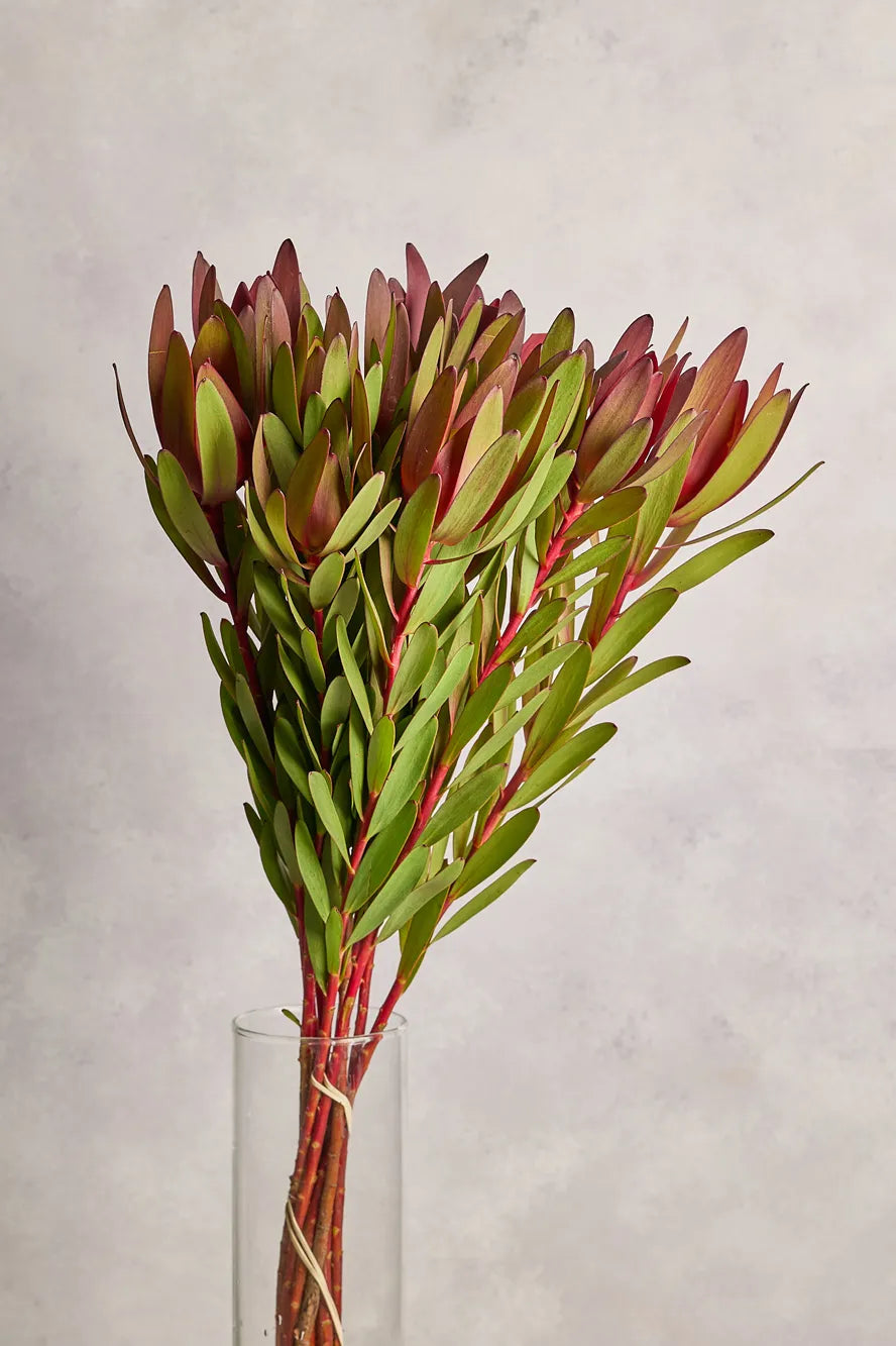 Bouquet of red and green leaves in a clear vase against a light gray background