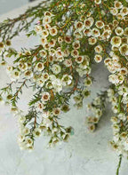 Wax flowers - Mahua Floral Studio