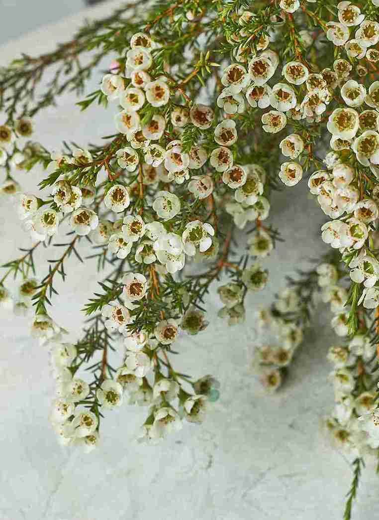 Wax flowers - Mahua Floral Studio