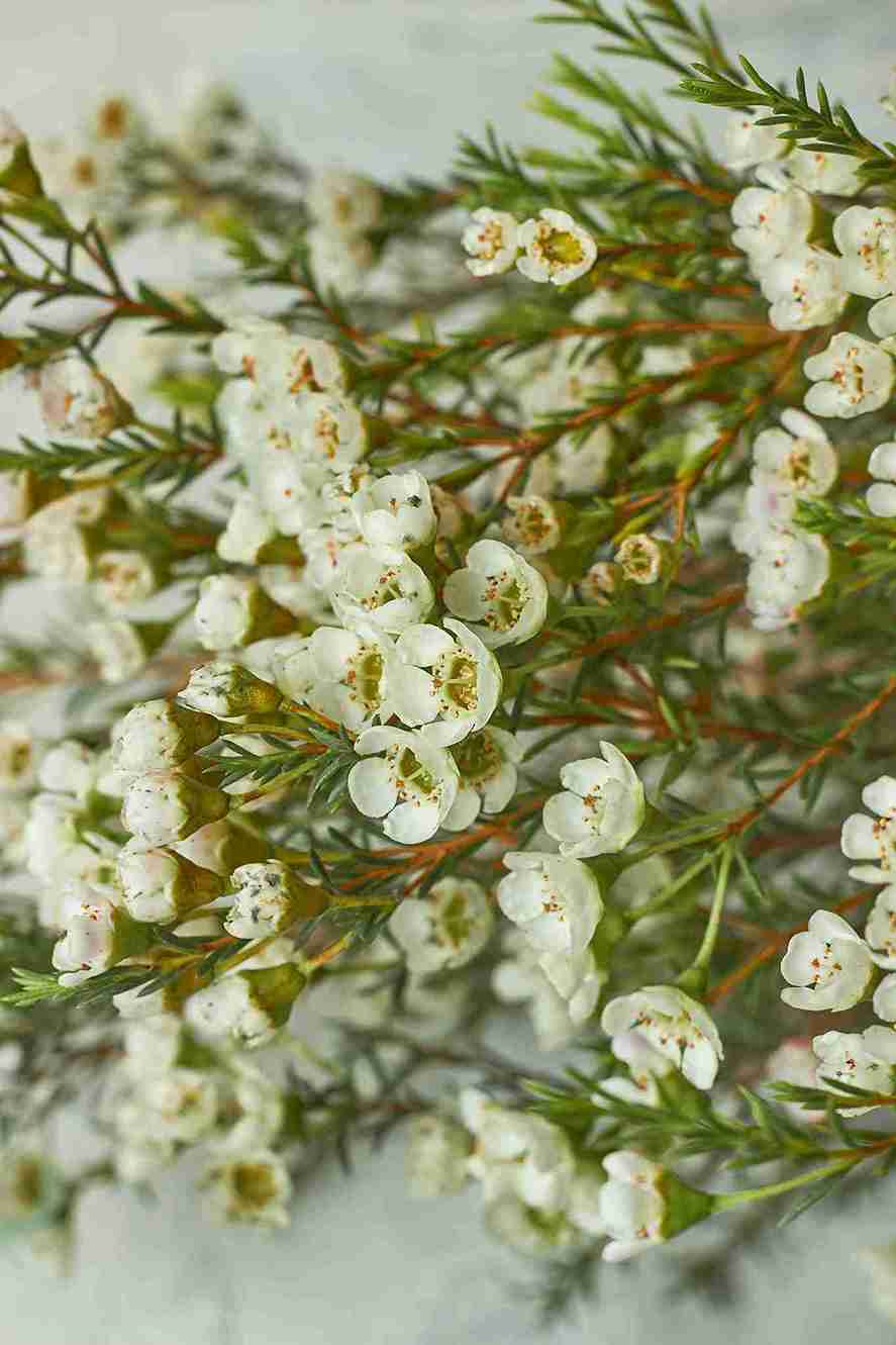 Wax flowers - Mahua Floral Studio