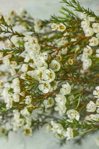 Wax flowers - Mahua Floral Studio