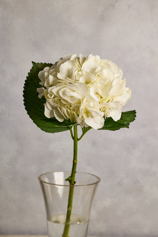 Hydrangea - White - Mahua Floral Studio