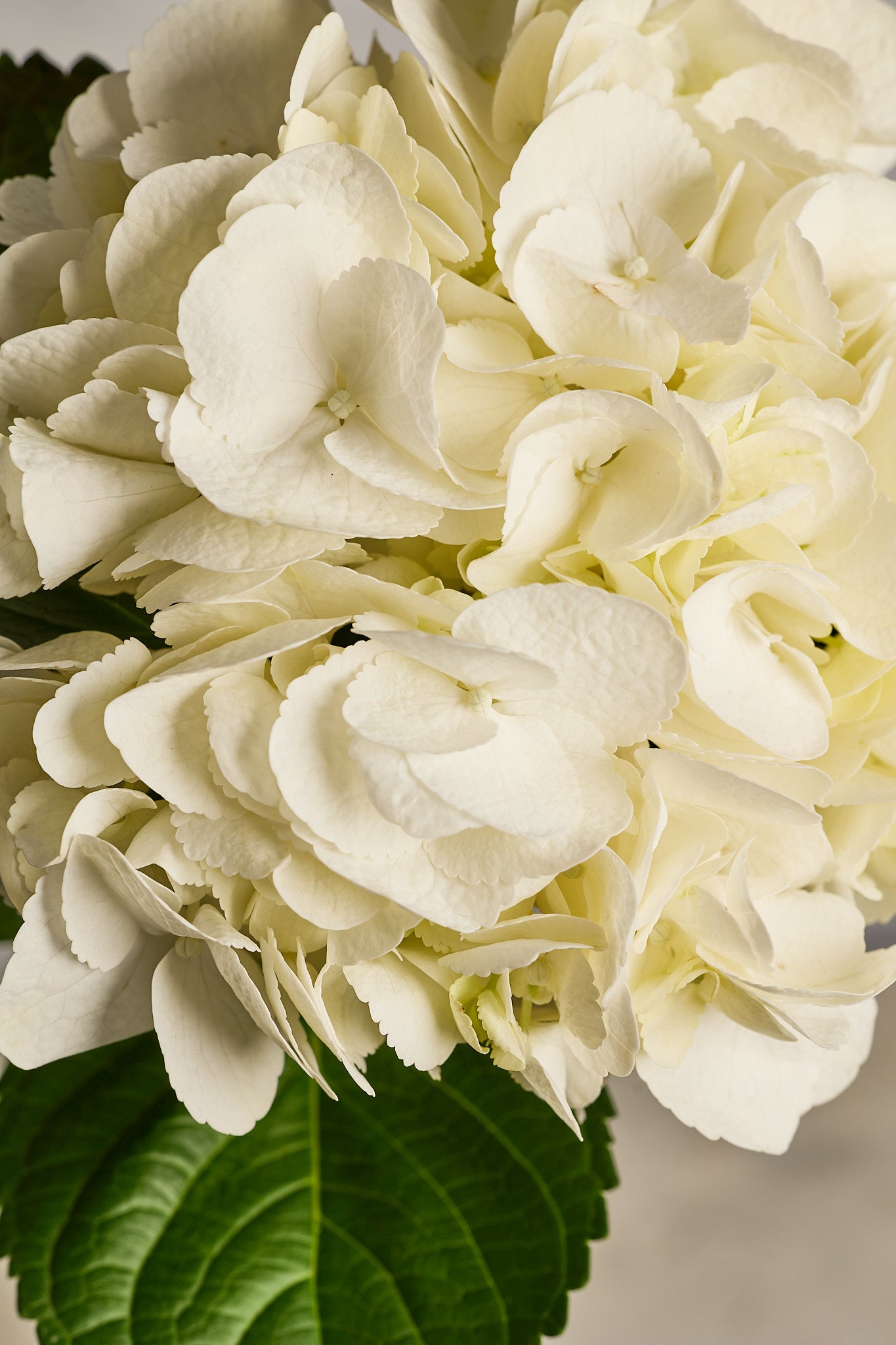 Hydrangea - White - Mahua Floral Studio