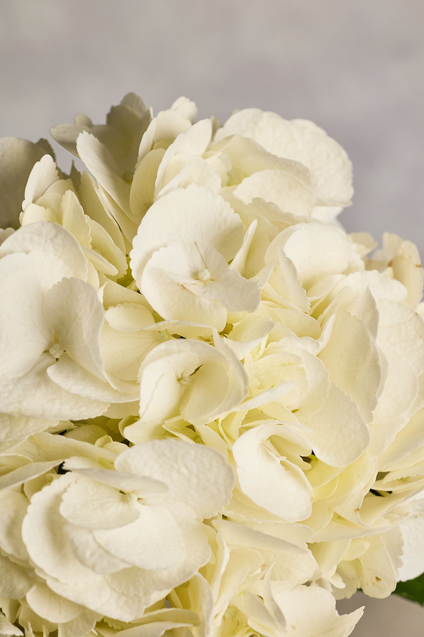 Hydrangea - White - Mahua Floral Studio