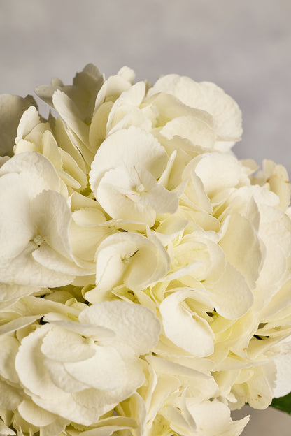 Hydrangea - White - Mahua Floral Studio