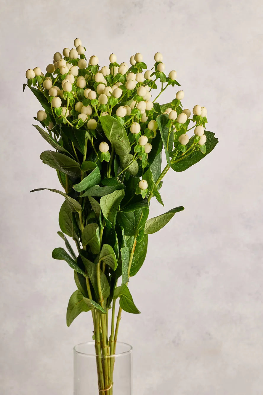 Bouquet of white flowers with green leaves in a clear vase on a light gray background