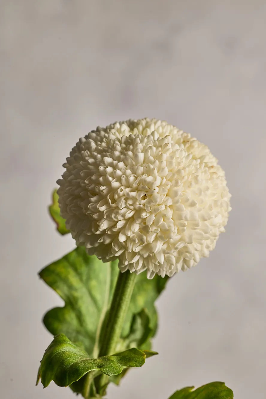 Ping Pong - Mahua Floral Studio