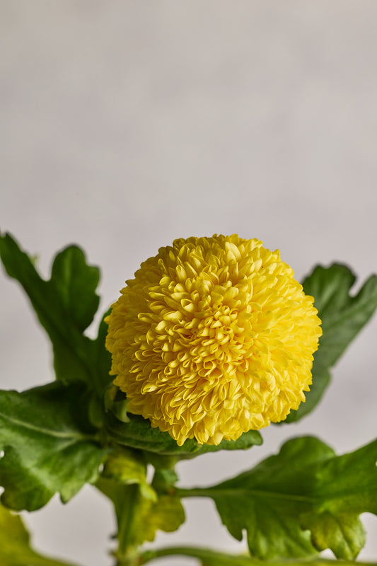 Ping Pong - Yellow - Mahua Floral Studio