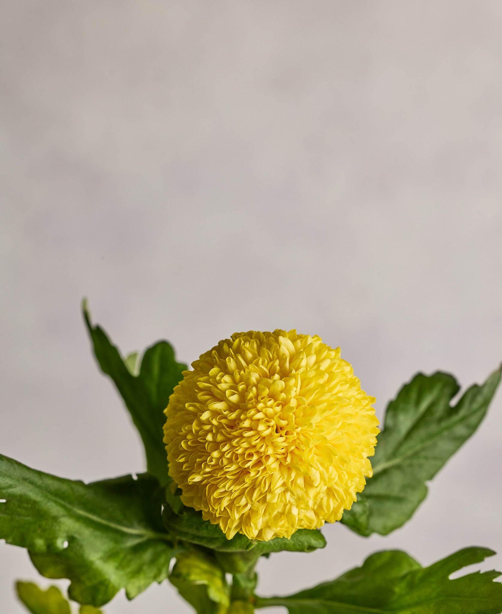 Ping Pong - Yellow - Mahua Floral Studio